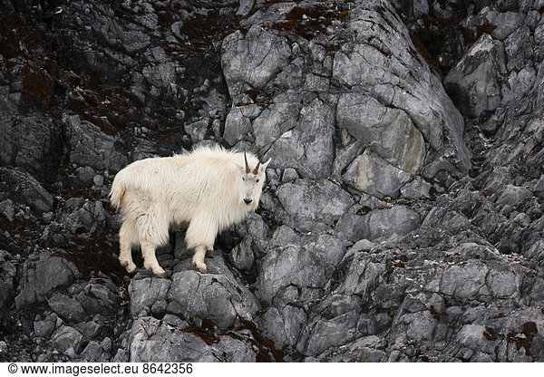 Mountain Goat  Glacier Bay National Park and Preserve  Alaska  USA