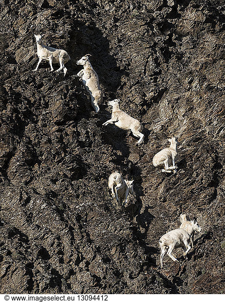 Mountain goats climbing on rocks at Yukon_Charley Rivers National Preserve