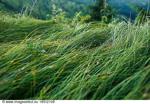 mountain green grasses are sloped by wind and rain