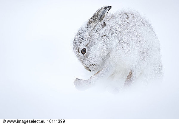 Mountain Hare (Lepus timidus). A Mountain Hare grooms in the Cairngorms National Park  UK.