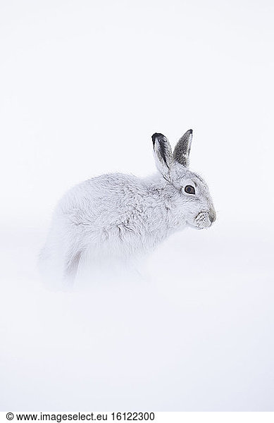 Mountain Hare (Lepus timidus). A Mountain Hare in the Cairngorms National Park  UK