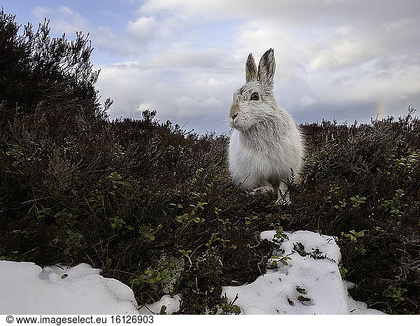 Mountain Hare (Lepus timidus). A Mountain Hare in the Cairngorms National Park  UK