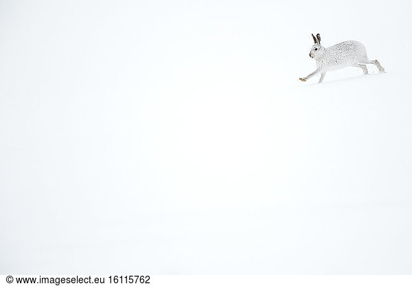 Mountain Hare (Lepus timidus). A Mountain Hare runs down the mountain in the Cairngorms National Park  UK.