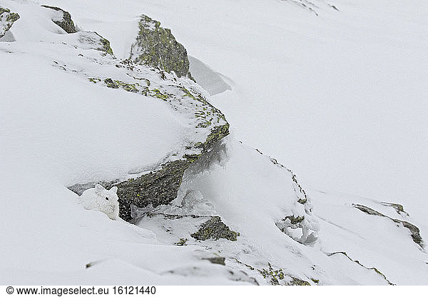 Mountain Hare (Lepus timidus) at winter white coat in snow  Alps  Switzerland.