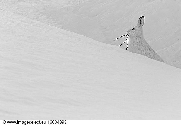 Mountain hare (Lepus timidus) eating  in winter white coat  Alps  Valais  Switzerland.