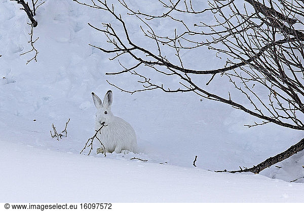 Mountain Hare (Lepus timidus) eating twig in white winter coat in the Alps  Valais  Switzerland.
