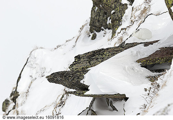 Mountain hare (Lepus timidus) in winter coat in snow  Valais Alps  Switzerland
