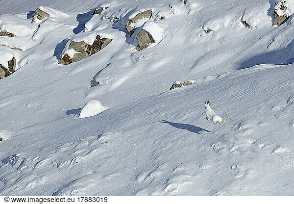Mountain Hare (Lepus timidus) in winter coat  running in the snow  Vaud Alps  Switzerland.