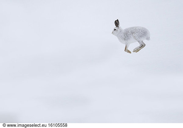 Mountain hare (Lepus timidus)  jumping in the snow  Cairngorm  Scotland