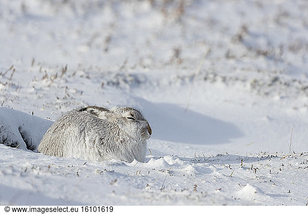 Mountain hare (Lepus timidus)  laying in the snow  Cairngorm  Scotland
