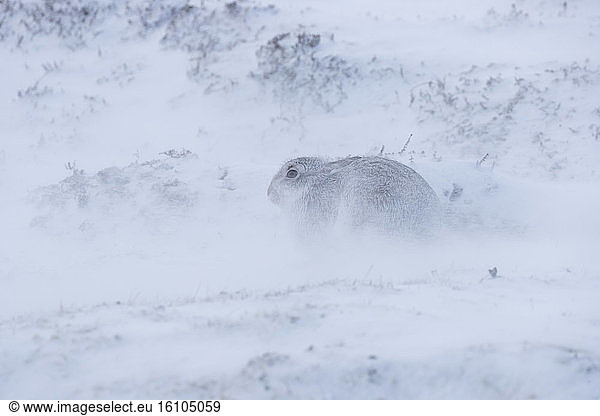 Mountain hare (Lepus timidus) laying in the snow during a snow storm  Cairngorm  Scotland