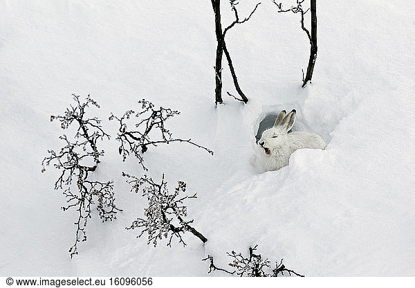 Mountain Hare (Lepus timidus) yawning at covert in white winter coat in the Alps  Valais  Switzerland.