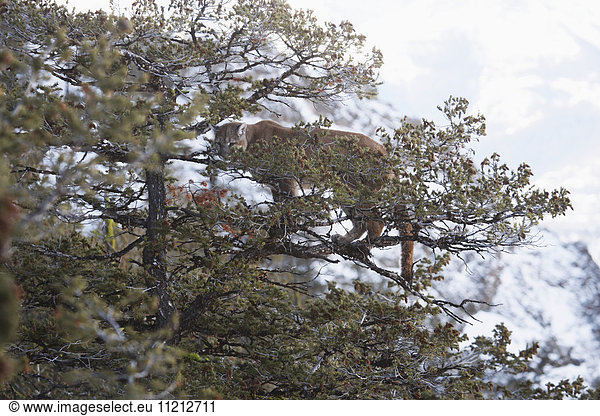 Mountain Lion Cougar In Tree Branches