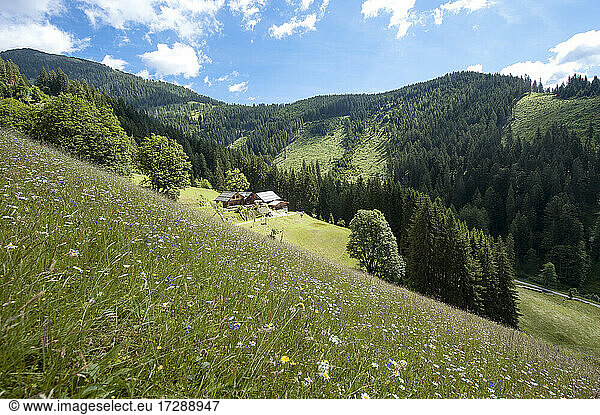 Mountain meadow with blooming flowers at Salzburg State  Austria