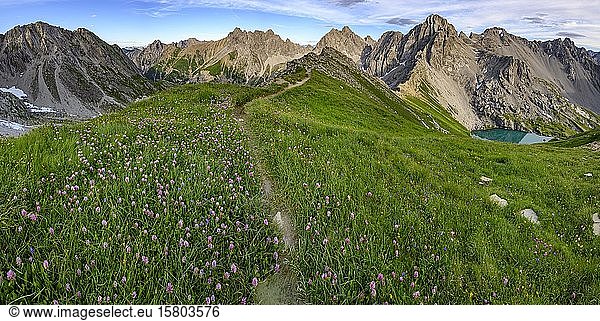 Mountain path with flower meadow in mountain landscape  Gramais  Lechtal  Außerfern  Tyrol  Austria  Europe