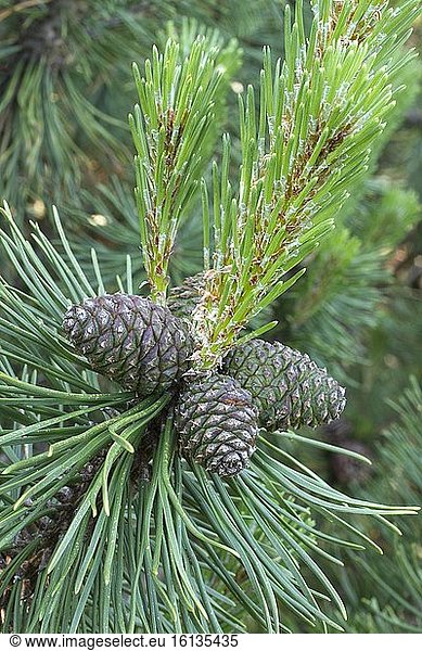 Mountain pine (Pinus mugo) yong cones  Le Champ du Feu  Vosges  Bas-Rhin  Alsace  France.