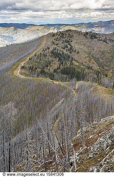 Mountain Top Road Winding Through Burned Trees From A Wildfire