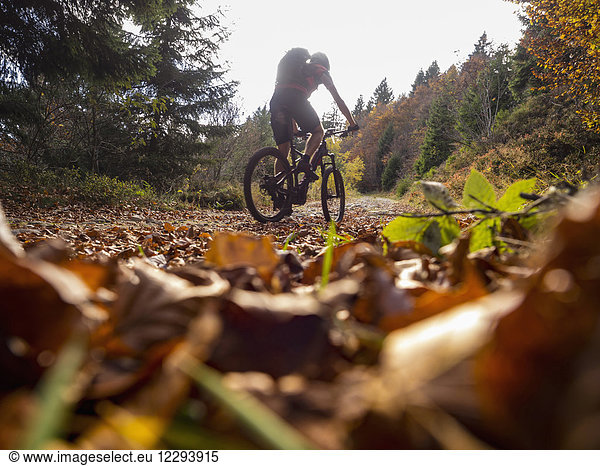 Mountainbiker-Klettersteig im Wald Richtung Ringelbuhlkopf  Elsass  Frankreich