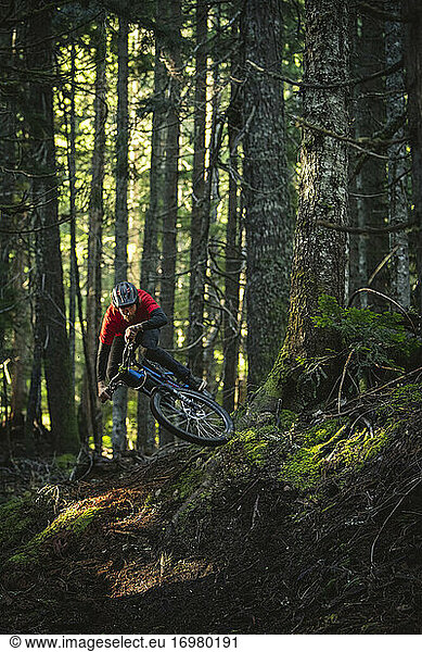 Mountainbiker springt über Wurzeln im üppigen Nadelwald von Washington