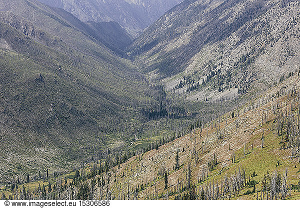 Mountainous forest and valley where a massive fire burned and now regrows along the Pacific Crest Trail near Hart's Pass Pasayten Wilderness Okanogan-Wenatchee National Forest Washington