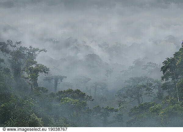 Mountains and rainforest in fog.