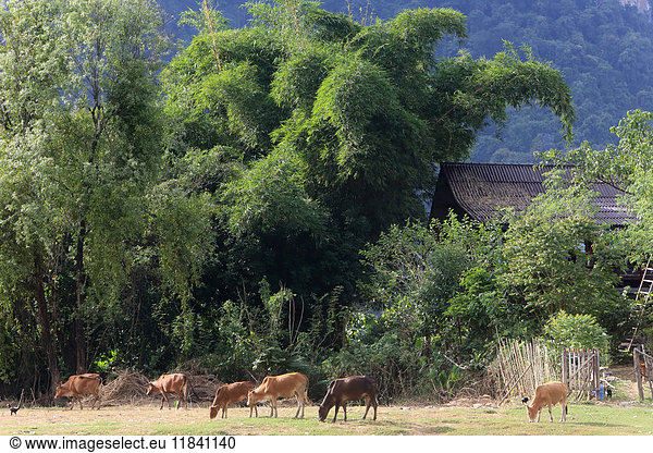 Mountainsides in rural Laos near the town of Vang Vieng  Laos  Indochina  Southeast Asia  Asia