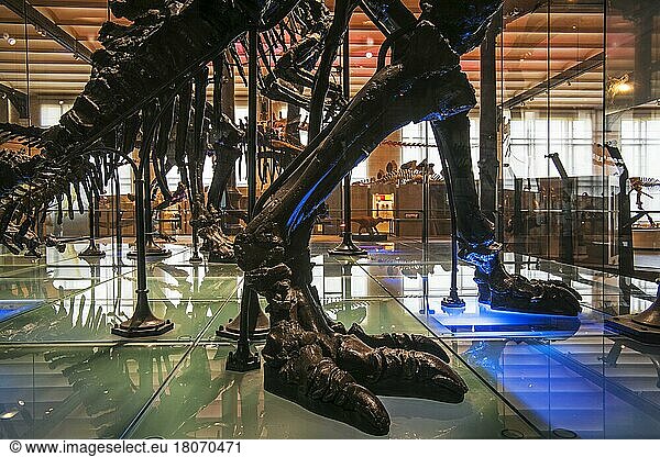 Mounted skeletons of Iguanadon dinosaurs in the Dinosaur Room of the Royal Belgian Institute of Natural Sciences  Museum of Natural Sciences dedicated to natural history  in Brussels  Belgium  Europe