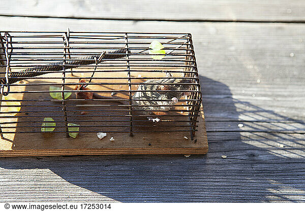 Mouse in cage during sunny day