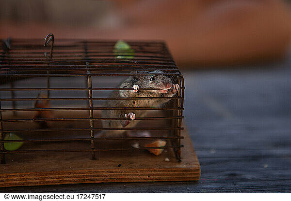 Mouse in cage looking away