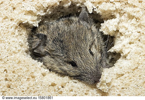 Mouse (Mus musculus)  eats through a loaf of bread  captive  Germany  Europe