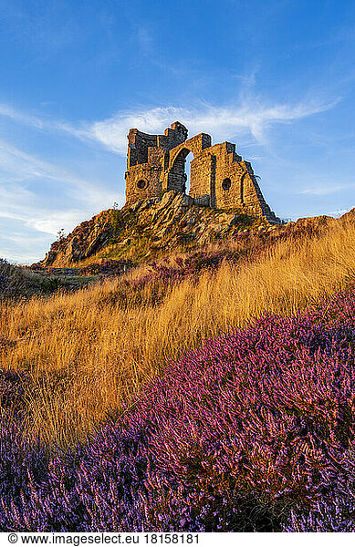 Mow Cop in summer with heather  Mow Cop  Cheshire  England  United Kingdom  Europe
