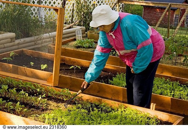 Mrs Lil Punkari (age 83) tends her Lasagne Vegetable Garden- raised beds for convenience