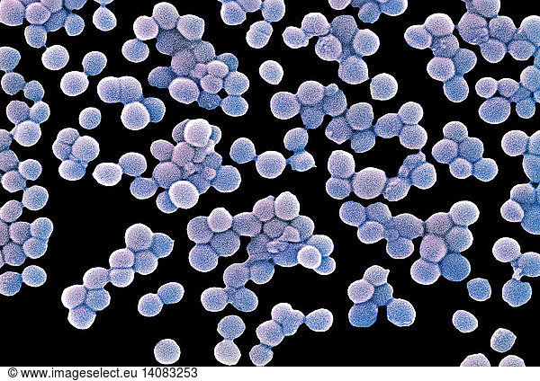 MRSA MRSA, Staphylococcus aureus Bacteria, SEM,colorised,colorization ...