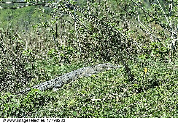 Mugger crocodile (Crocodylus palustris) or Mugger Crocodile on a riverbank  Chitwan National Park  UNESCO World Heritage Site  Nepal  Asia