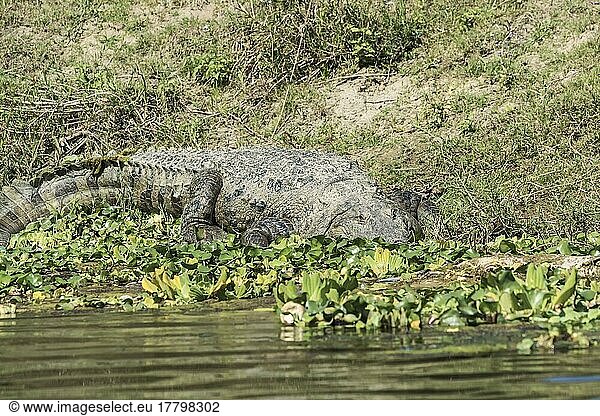 Mugger crocodile (Crocodylus palustris) or Mugger Crocodile on a riverbank  Chitwan National Park  UNESCO World Heritage Site  Nepal  Asia