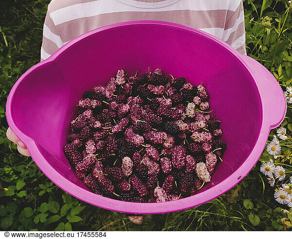 Mulberry harvest. Many fresh mulberries in a bowl close up top view