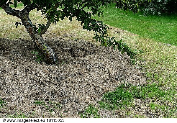 Mulching  grass cuttings under fruit trees  soil fertility