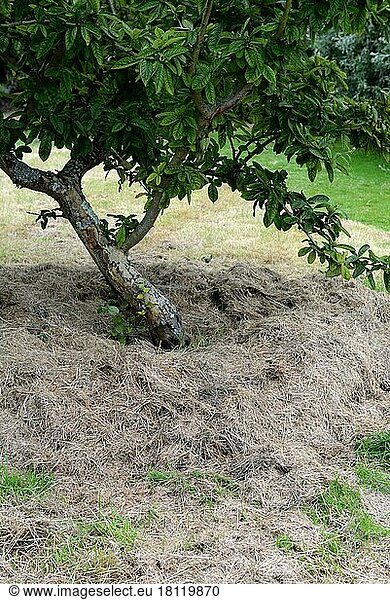 Mulching  grass cuttings under fruit trees  soil fertility