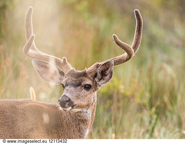 Mule deer buck (Odocoileus hemionus) looking over his shoulder  Point Reyes National Seashore  California  USA