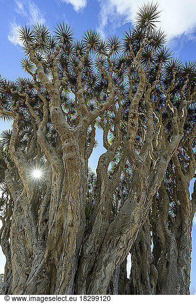 Multi-century old dragon tree (Dracaena draco) on the island of Tenerife  Canary Islands. The Canary Island dragon tree is a critically endangered endemic species because its populations are small and highly fragmented. According to a census  there are only 697 wild individuals left in the Canary Islands - Taganana - Anaga Peninsula - Canary Islands