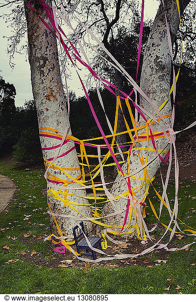 Multi-colored ribbons wrapped around tree trunks