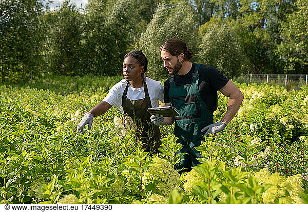Multiracial gardeners checking plants quality