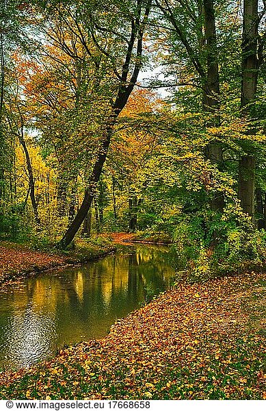Munich English garden Englischer garten park  Autumn colours on trees and leaves and flowing river  Munchen