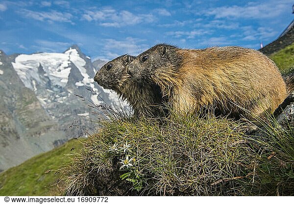 Murmeltier (Marmota marmota) in den Alpen  Bergpanorama mit Edelweiss  Nationalpark Hohe Tauern  Österreich  Europa