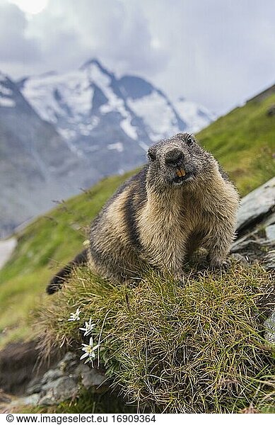 Murmeltiere (Marmota marmota) in den Alpen  Edelweiss  Nationalpark Hohe Tauern  Österreich  Europa