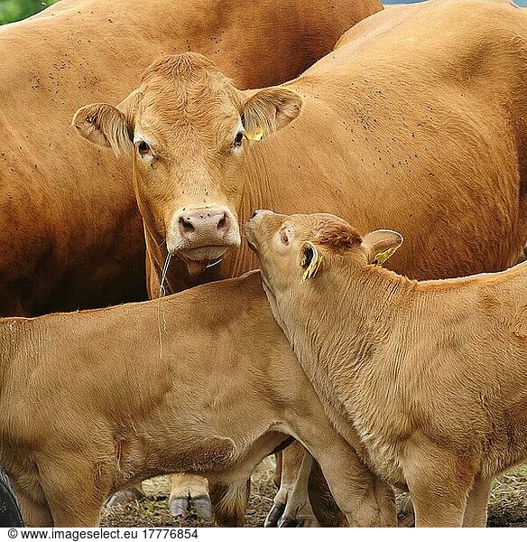 Murnau-Werdenfelser Rinder