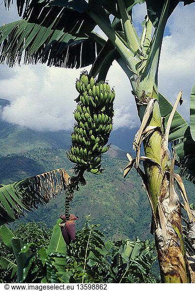 Musa acuminata  Banana  Green subject.