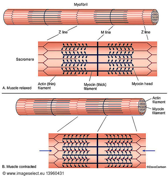 Muscle Contraction Diagram (labeled) Muscle Contraction Diagram ...