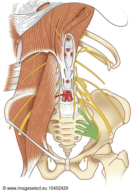 MUSCLE DOS DESSIN - Vue antérieure du plan profond de la musculature du ...