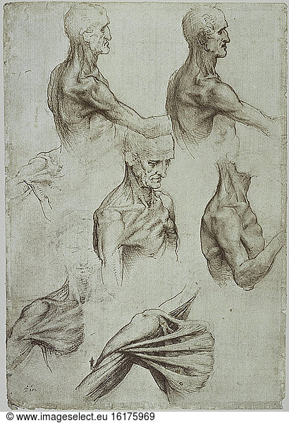 Muscles of the Neck and Shoulder / Leonardo da Vinci / Anatomical Study